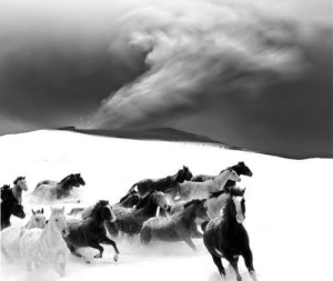 black and white horses